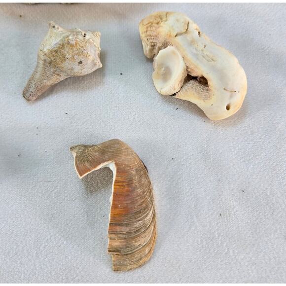 Seashell Lot 50 Mollusk Scallop Conch Clam Rock Snail 1" to 6" Crafts Collector - Picture 8 of 14